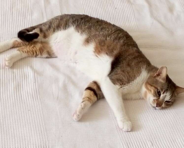 רוברט חתול לאימוץ